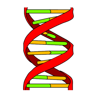Genetics and Gender